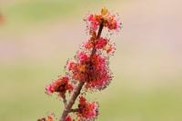 flowering red maple